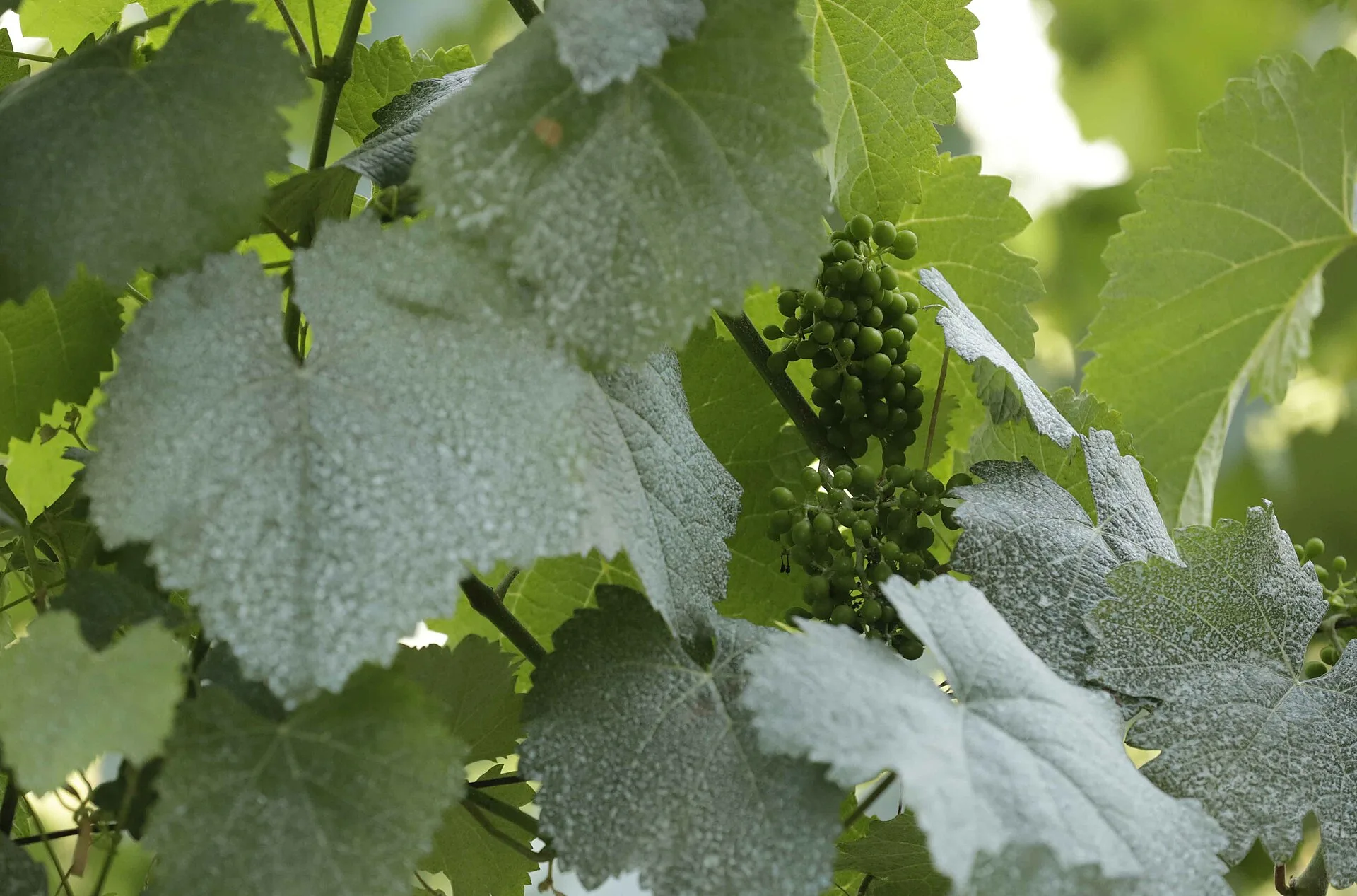 Usakhelouri (wine)