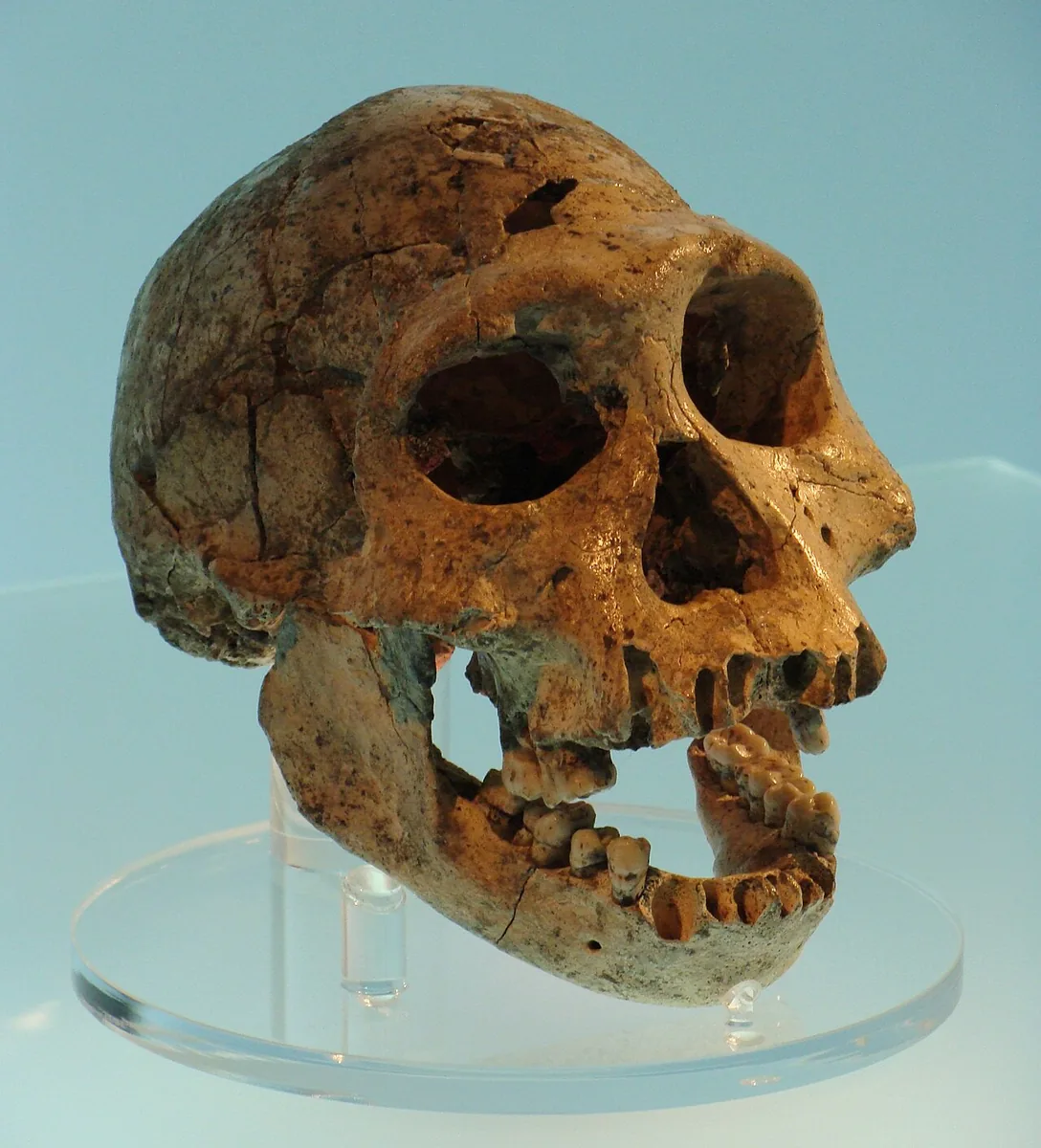 Dmanisi – die ältesten Hominiden Eurasiens