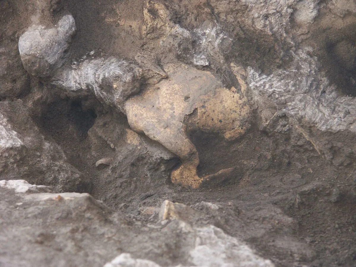 Der «Alte» von Dmanisi (Schädel 4, D3444)